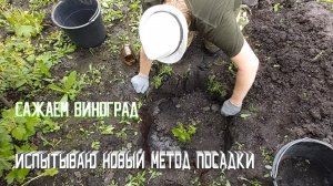 Посадка винограда | Весенняя посадка вегетирующих саженцев винограда.