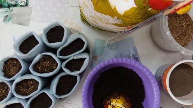 Рассада цветной капусты  — тонкости процесса.