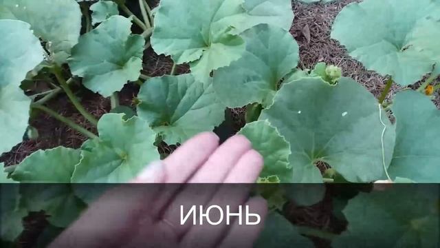 Дыня от А до Я в природном земледели смотреть онлайн