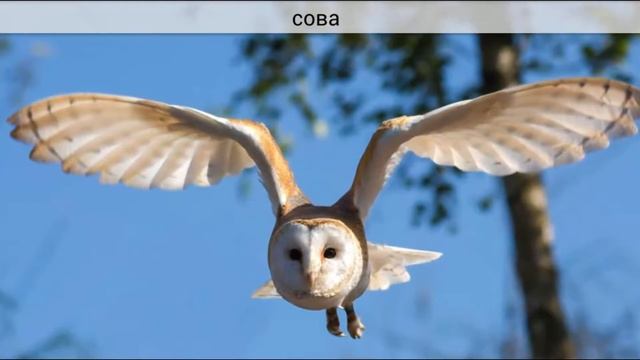 Веселые голоса животных птиц и насекомых для самых маленьких детей смотреть онлайн