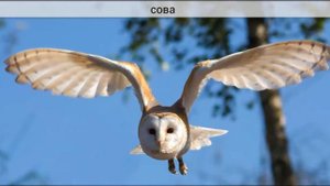 Веселые голоса животных птиц и насекомых для самых маленьких детей