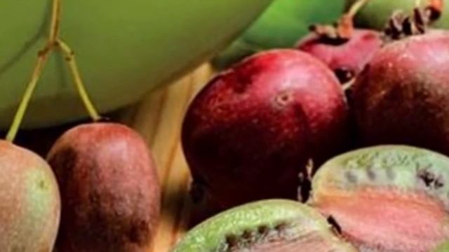 Растение Актинидия коломикта (лат. Actinidia kolomikta)