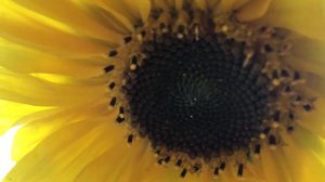 Подсолнухи 🌻 свои, на даче, что может быть милее