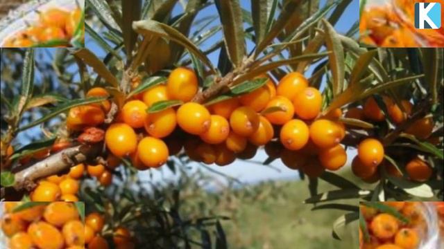 ШЫРҒАНАҚ МАЙЫ ешкім де білмейтін ҚҰПИЯСЫ АШЫЛДЫ Бүгінгі күнде ЕҢ ПАЙДАЛЫ МАЙ Керек арнасы