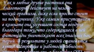 Мантра Денег,Любви,Здоровья!Лакшми Мантра&денежное дерево-посадка и уход(Money Mantra!)