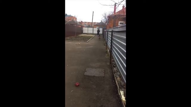 Немецкий овчарка смотреть онлайн