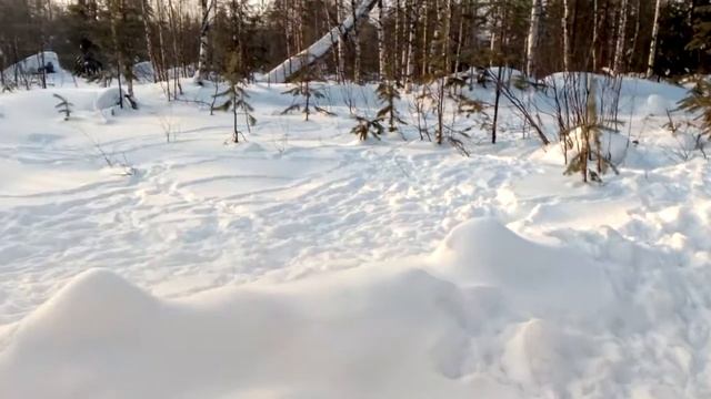 Я В ШОКЕ!!! тетерева ТОКУЮТ в феврале. смотреть онлайн