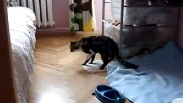 Кошка после наркоза