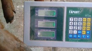 ГРАНУЛА ИЛИ РАЗМОЛ ? ЗАВЕРШЕНИЕ ЭКСПЕРИМЕНТА #кормление_свиней_гранулированнымкомбикормом