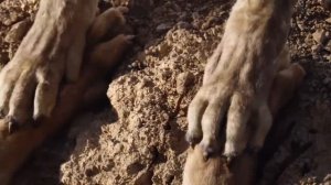 El Rey Leon 2019 | Larga Vida Al Rey | Soundtrack 1994