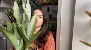 Мои сансевиерии и уход за ними