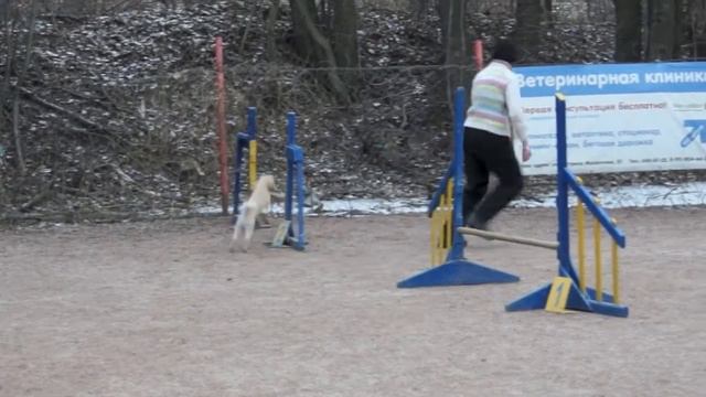 Соревнования СПб по аджилити 12.01.14 г., Пионерская, v25 смотреть онлайн