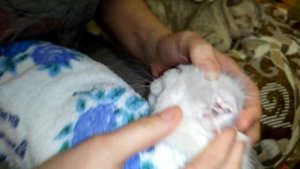 Уход за глазками Котёнка в 2 месяца!