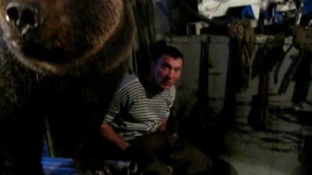 Brown bear. Бурый медведь пришел в гости, Якутия. GoldenAldan.Ru смотреть онлайн