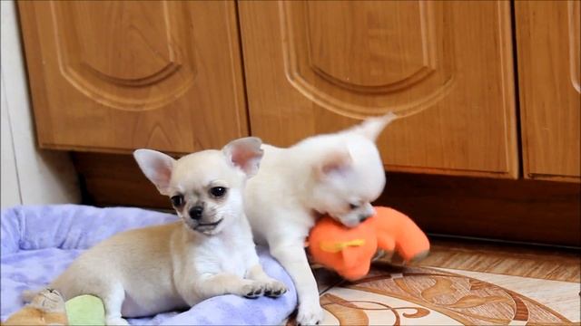 3 МАЛЬЧИКА чихуахуа смотреть онлайн