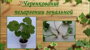 Пеларгония зональная укоренение черенков пеларгонии простые способы