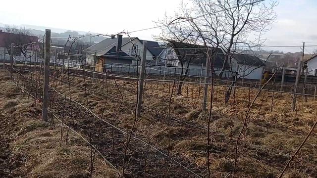 Малина, ежевика и другие растения в нашем саду.Подготовка сада к зиме,подвязка малины,обрезка малин