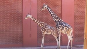 Giraffes Mating at the Zoo