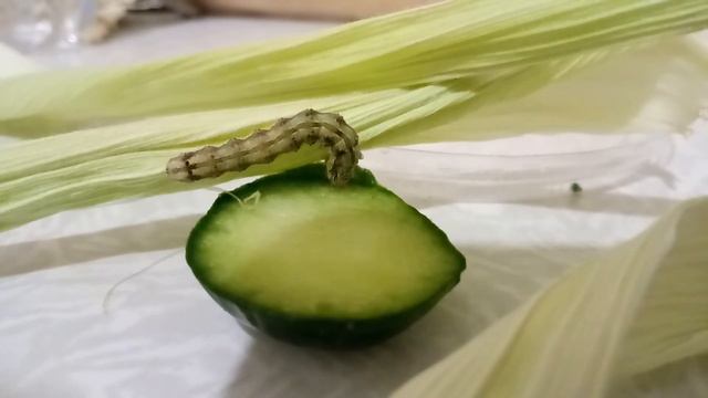 ГУСЕНИЦА ручная ЕСТ МНОГОЕ смотреть онлайн