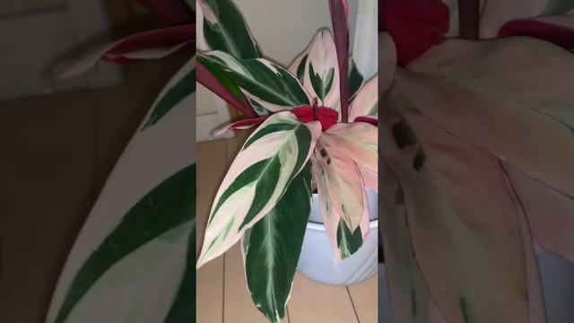 STROMANTHE TRICOLOR//HOUSEPLANT LEAVES MORE BEAUTIFUL AND COLORFUL//Aqua 27