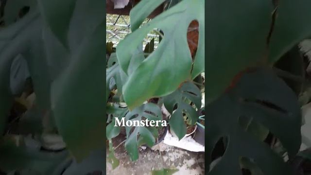 Phillo Melanocrysum & Monstera