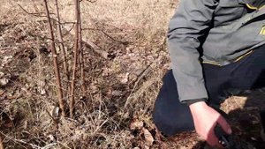 Обзор секатора для прививки деревьев.