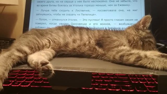 Кот кусается и царапается. Почему? Плохие привычки у котов. Как они появляются. смотреть онлайн