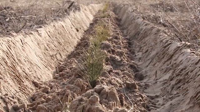 LEANUM® допомагає пережити посуху смотреть онлайн