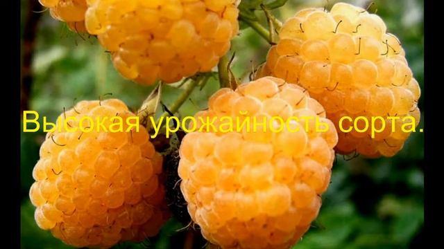 Mалина "Утренняя роса"// " Porana rosa ".