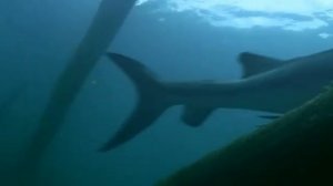 Стетакант ( Прогулки с монстрами: жизнь до динозавров )