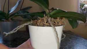 Купаю Орхидеи в Лимонном СОКЕ/ СПА для ОРХИДЕЙ с ЛИМОНОМ