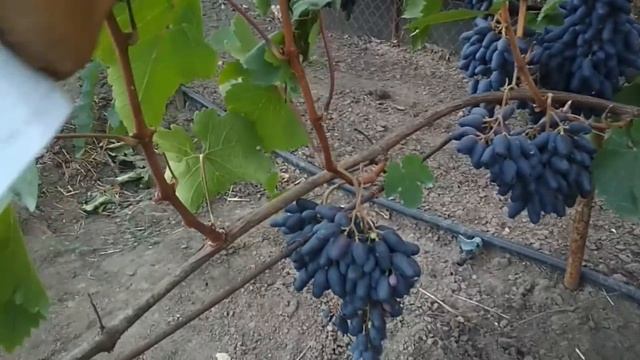 Виноград - Одесский сувенир .