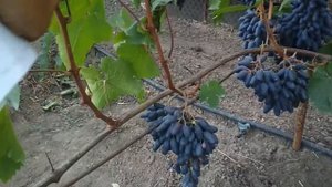 Виноград - Одесский сувенир .