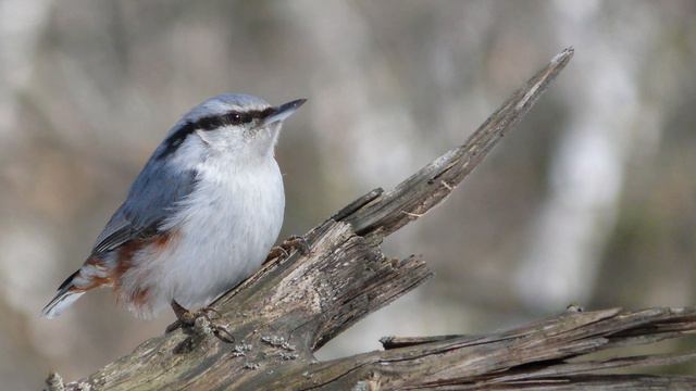 Фотографии птиц Обнинска 2011 смотреть онлайн