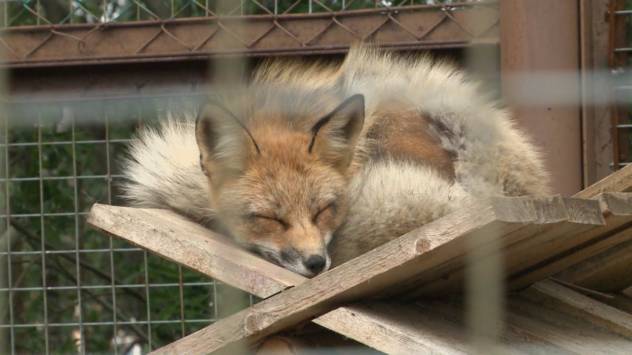 новый уренгой животные. детская экологическая станция новый уренгой зоопарк. детская экологическая станция новый уренгой зоопарк. экологическая станция новый уренгой. зоопарк детской экологической станции г новый уренгой.