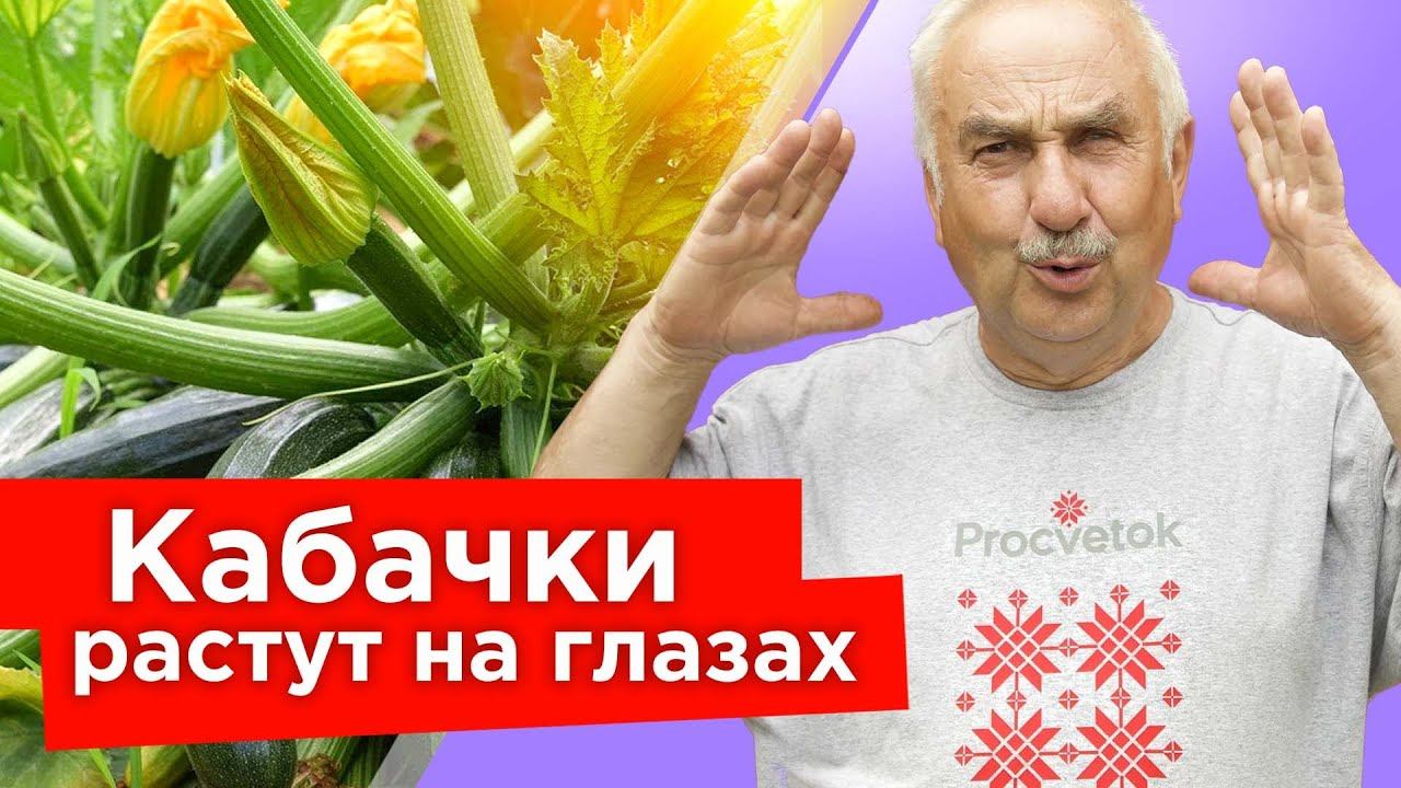 КАБАЧКИ ОБОЖАЮТ ЭТО! Подкормка, от которой все кабачки завязываются, растут вкусными и не гниют