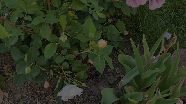 Первая волна цветения моих роз. Розы Дэвида Остина смотреть онлайн