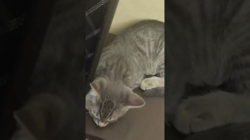 КОТИК КУЗЯ МЕЛОМАН #shorts