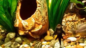 Цихлиды и растения, это не миф