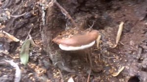 гриб загадка думаю это Рейши