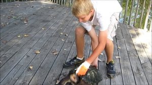 How to properly hold a Snapping turtle