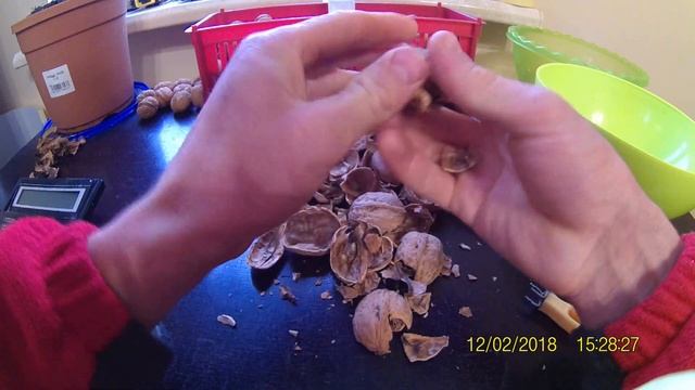 Грецкий орех сортоформа Максютинський. Бешеный выход ядра 70%))) смотреть онлайн