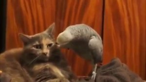 Попугай с котом прикол