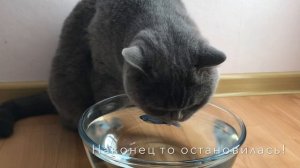 Британский кот ЛОВИТ РЫБУ и не БОИТСЯ воды / British cat Harry