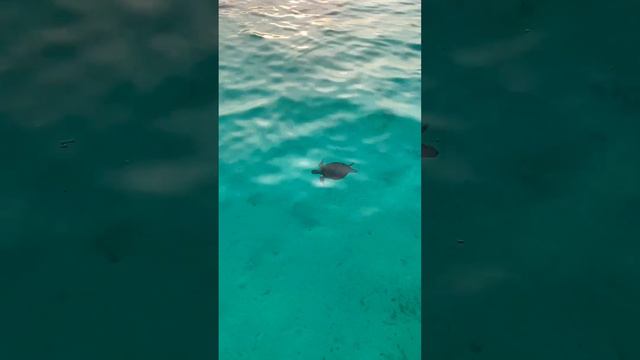 Indian Ocean turtle view Maldives Atmosphere Kanifushi 😎