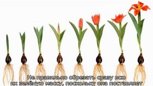 Когда выкапывать тюльпаны после цветения
