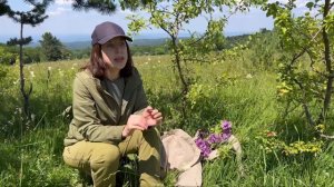 Заготовка трав: с чего начать?