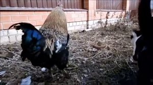 Расступайся весь народ --грамотный пацан идёт!