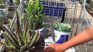 Lowes Big Box Store Shop With Me Video / Lowes Garden Tour / Lowes Christmas Decor Tour October 8/2