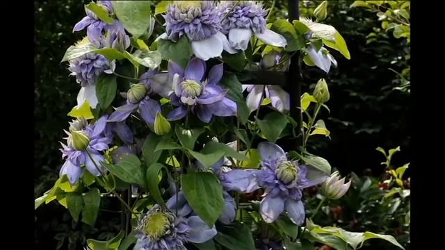 Дворовые песни - Я снова рисую розы (Хочу научиться сердиться) смотреть онлайн